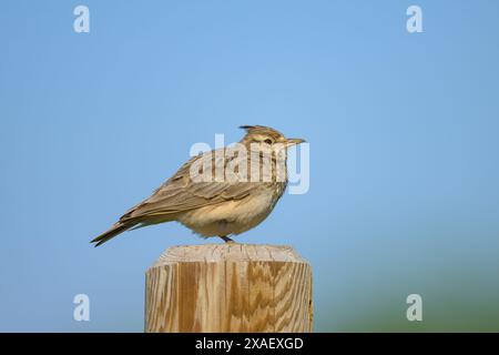 Un Crested Lark debout sur un poteau en bois, journée ensoleillée au printemps, Autriche Banque D'Images