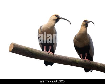 deux visages noirs assis sur un ibis en rondins d'arbre isolé sur fond blanc Banque D'Images