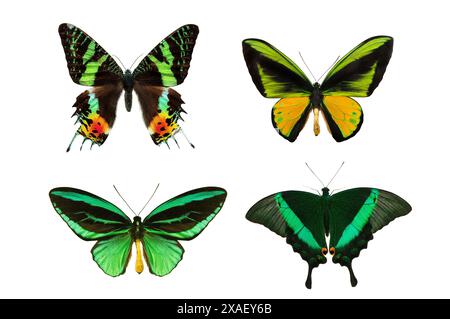 papillons aux ailes vertes isolés sur fond blanc Banque D'Images