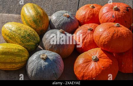 Vue en grand angle de différentes variétés de citrouilles exposées à la vente sur un banc en pierre, Turin, Piémont, Italie Banque D'Images