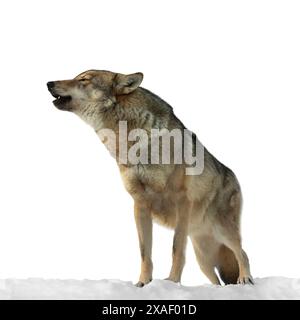 loup hurlant debout sur la neige isolé sur fond blanc Banque D'Images