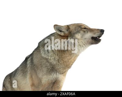 loup gris hurlant, isolé sur fond blanc Banque D'Images