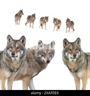 loups isolés sur fond blanc Banque D'Images
