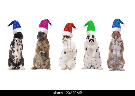 chapeau de père noël lapins debout isolés sur un fond blanc. Banque D'Images