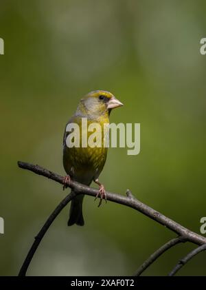 oiseau greenfinch assis sur une branche dans le jardin de printemps Banque D'Images