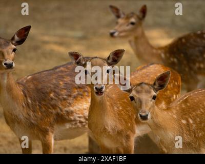 cerfs européens en jachère (dama dama) sur fond brun Banque D'Images