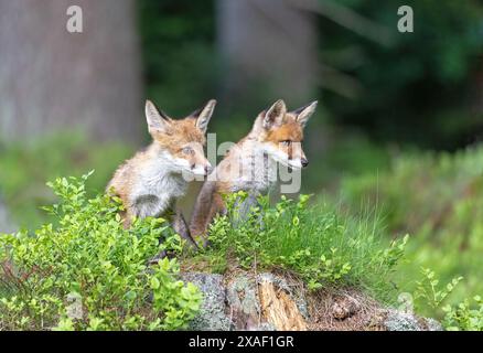 Une paire de petits renards mignons pose dans la forêt. Horizontalement. Banque D'Images