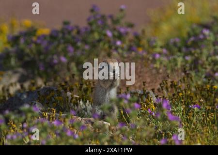 Écureuil terrestre à queue ronde grignotage lorsqu'il se trouve dans des fleurs sauvages à Tucson, Arizona, États-Unis Banque D'Images