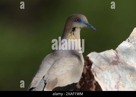 Portrait de colombe avec mise au point sélectionnée avec espace de copie vert à gauche de l'image horizontale prise à Tucson, Arizona, États-Unis Banque D'Images