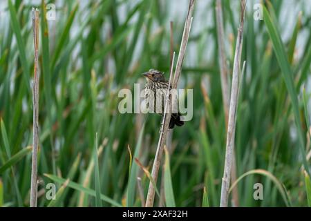 Oiseau noir ailé rouge naissant perché sur un roseau sec. Beaucoup plus de roseaux verts sont présents en arrière-plan. Banque D'Images