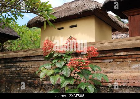 Clerodendrum paniculatum, une fleur appelée fleur de pagode rouge qui fleurit devant une maison, Bali, Indonésie Banque D'Images