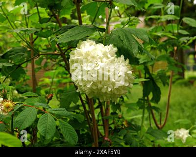 Le buisson de boule de neige, connu pour ses fleurs parfumées, attire les oiseaux, fleurit abondamment au printemps et ajoute du charme aux paysages de jardin. Banque D'Images