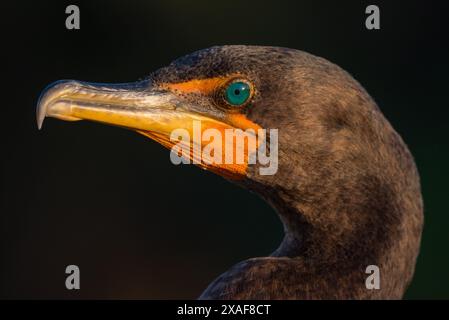 Gros plan sur le Cormorant à double crête Banque D'Images