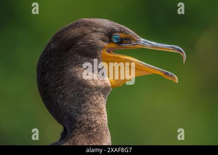 Gros plan sur le Cormorant à double crête Banque D'Images