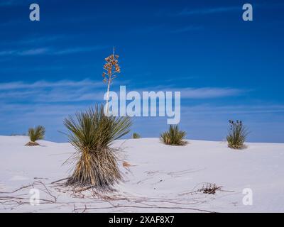 Yucca et dunes d'arbre à savon, parc national de White Sands, Alamogordo, Nouveau-Mexique. Banque D'Images