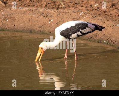Cigogne blanche pataugant dans l'eau et se nourrissant de poissons dans l'étang ; cigogne peinte (Mycteria leucocephala) du parc national de Wilpattu au Sri Lanka. Banque D'Images