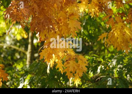 Rouge d'automne, jaune, orange, feuillage cramoisi, feuilles de chêne des marais, Quercus palustris dans le jardin, branches d'arbre balancent en arrière-plan, saison d'automne, nature Banque D'Images