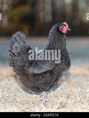 Poule de poulet Australorp qui est libre de liberté qui ressemble à poser sur un champ herbeux en hiver. Banque D'Images