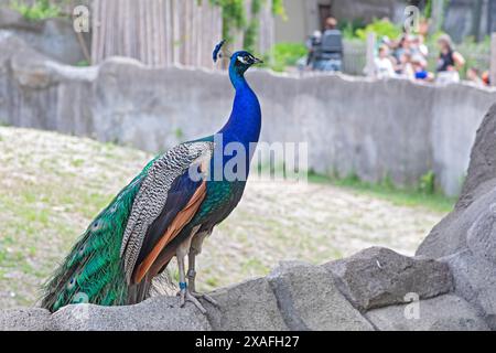 Detroit, Michigan - Un paon (Pavo cristatus) au zoo de Detroit. Les oiseaux sont nourris et soignés, mais sont autorisés à voler dans tout le zoo et, occ Banque D'Images