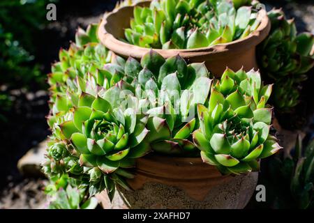 Petites plantes vertes succulentes avec des feuilles fraîches en plein soleil plantées dans des pots cassés de jardin en un jour d'été Banque D'Images