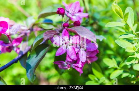 Pommier en fleur. Malus hupehensismalus branches avec des fleurs rose vif par une journée ensoleillée. Photo macro avec flou sélectif Banque D'Images