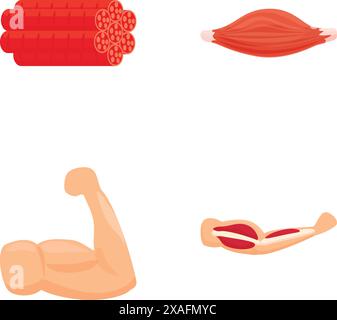 Illustrations détaillées de l'anatomie musculaire humaine. Y compris squelettique. Lisse. Et les types de muscle cardiaque. Pour l'enseignement de la biologie éducative et des soins de santé Illustration de Vecteur