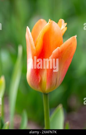 Tulipe orange Empereur fleurissant dans le jardin, macro photo d'une seule fleur de tulipe orange en gros plan Banque D'Images