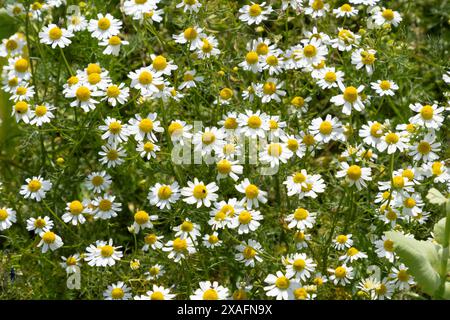 Beaucoup de fleurs de camomille inodores. Banque D'Images