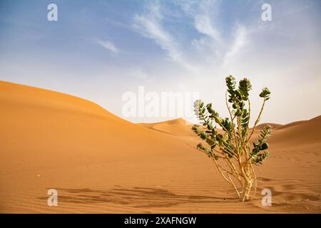 Un arbuste solitaire d'asclésiaste du désert (Calotropis procera) est soutenu par des dunes de sable sans fin sur la bordure ouest du Sahara à Erg Chigaga, au Maroc Banque D'Images