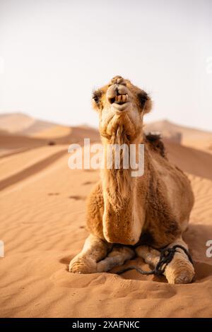 Dromadaire chameau attend pour emmener des touristes ou des gens nomades locaux pour une balade à Erg Chigaga, près de M'Hamid, Maroc Banque D'Images