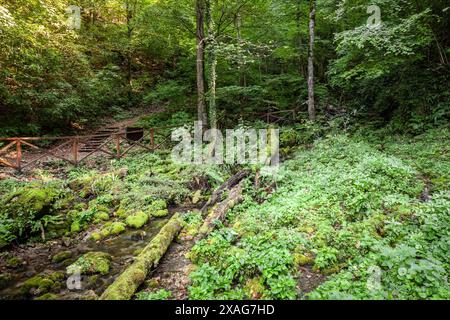 Cette image capture le paysage verdoyant et luxuriant de Jankovac à Papuk, en Croatie. La scène présente une végétation forestière dense, un ruisseau couvert de mousse et un W. Banque D'Images