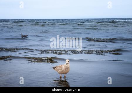 Photo d'une jeune goéland hareng debout à Jurmala, lettonie. Le goéland hareng européen (Larus argentatus) est un goéland de grande taille, mesurant jusqu'à 66 cm de long. L'un des th Banque D'Images