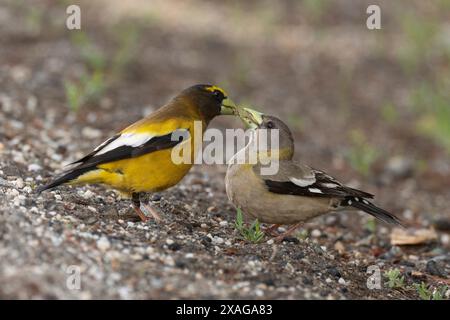 Une paire de Grosbeaks du soir (Coccothraustes vespertinus) se livrant à un comportement de cour où le mâle passe un morceau à la femelle. Banque D'Images