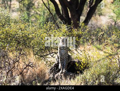 Un léopard dans la réserve nationale de Samburu. Banque D'Images