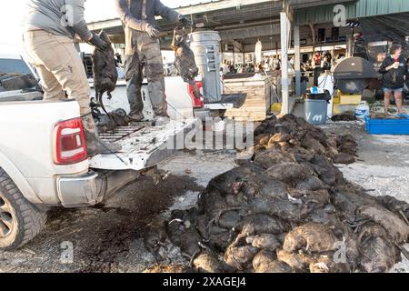 Les chasseurs déchargent un camion de carcasses de nutria chassées à Venice Marina lors de l'événement annuel Nutria Rodeo à Venice, en Louisiane. Banque D'Images