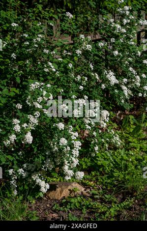 Floraison spiraea x vanhouttei. Floraison Vanhoutte spiraea. Couronne de mariée fleurs blanches. Banque D'Images