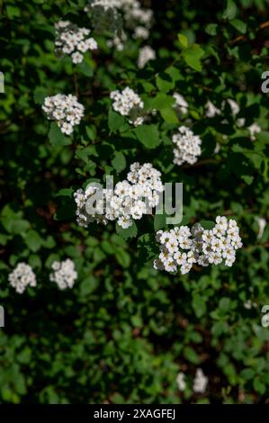 Floraison spiraea x vanhouttei. Floraison Vanhoutte spiraea. Couronne de mariée fleurs blanches. Banque D'Images