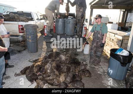 Les chasseurs déchargent un camion de carcasses de nutria chassées à Venice Marina lors de l'événement annuel Nutria Rodeo à Venice, en Louisiane. Banque D'Images