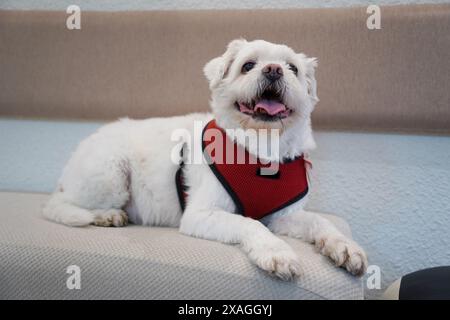 Chien maltais blanc dans un harnais rouge assis sur le canapé Banque D'Images