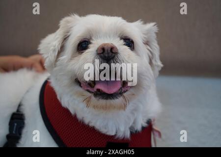 Portrait d'un chien maltais dans un harnais rouge sur fond blanc Banque D'Images