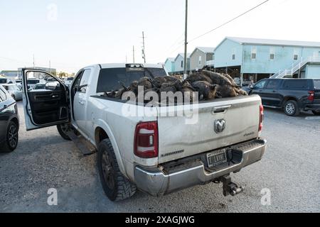 Les chasseurs déchargent un camion de carcasses de nutria chassées à Venice Marina lors de l'événement annuel Nutria Rodeo à Venice, en Louisiane. Banque D'Images