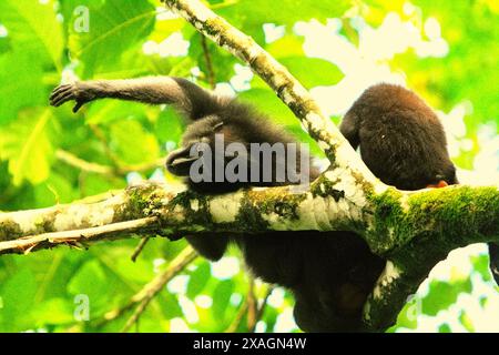 Un macaque à crête noire (Macaca nigra) lui tend la main tout en étant soigné par un autre individu sur un arbre dans la réserve naturelle de Tangkoko, en Indonésie. Banque D'Images