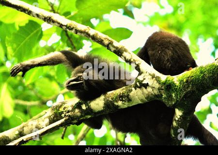 Un macaque à crête noire (Macaca nigra) lui tend la main tout en étant soigné par un autre individu sur un arbre dans la réserve naturelle de Tangkoko, en Indonésie. Banque D'Images