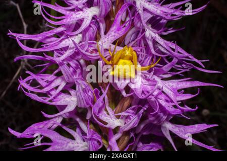 Araignée de crabe jaune (Thomisus onustus) sur fleur rose de l'orchidée italienne (Orchis italica), en habitat naturel à Chypre Banque D'Images