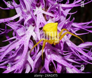 Araignée de crabe jaune (Thomisus onustus) sur fleur d'orchidée italienne (Orchis italica), Chypre Banque D'Images