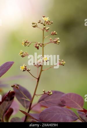 Branches avec la floraison de Cotinus coggygria Royal Purple Banque D'Images