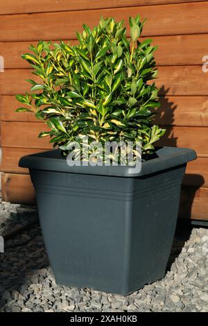 Plante Evergreen Euonymus japonica Aureo-variegata. Plante avec des feuilles vert foncé bordées de jaune vif Banque D'Images