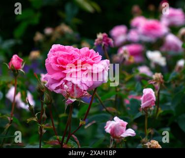 Gros plan de la fleur rose de la fleur d'été de l'arbuste de jardin anglais rose rosa the mayflower. Banque D'Images