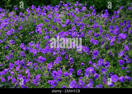 Gros plan sur les fleurs violettes-bleues de la plante herbacée de jardin pérenne Géranium Orion. Banque D'Images