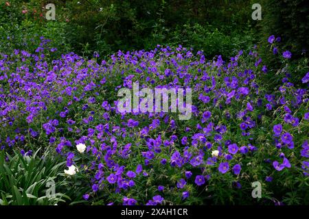 Gros plan sur les fleurs violettes-bleues de la plante herbacée de jardin pérenne Géranium Orion. Banque D'Images